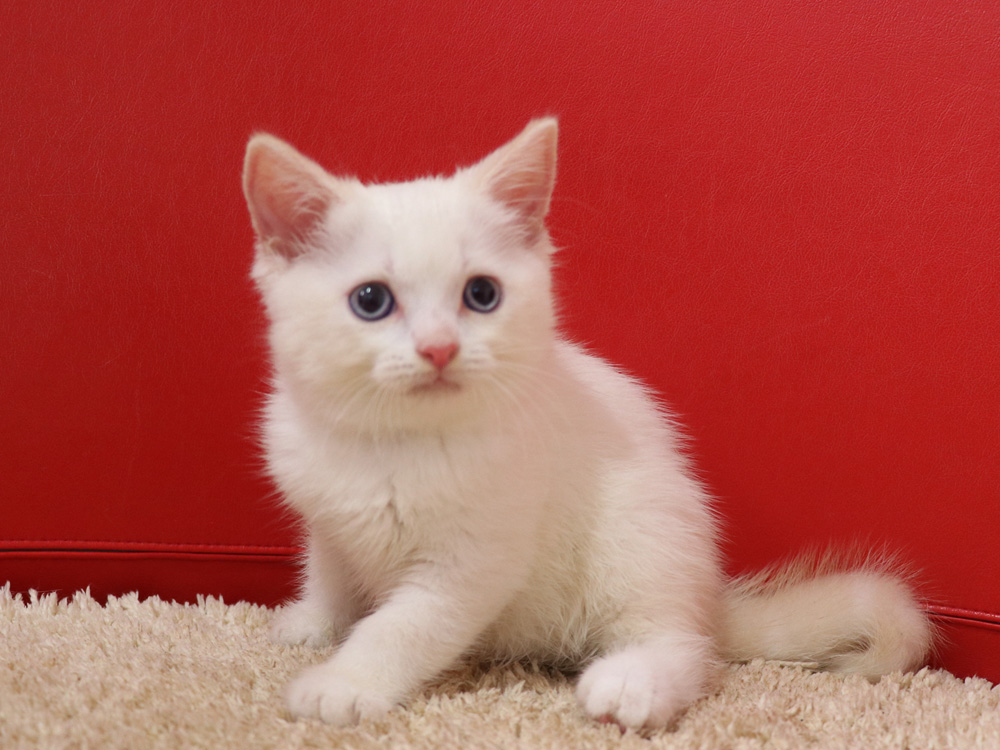 スコティッシュフォールドの子猫画像