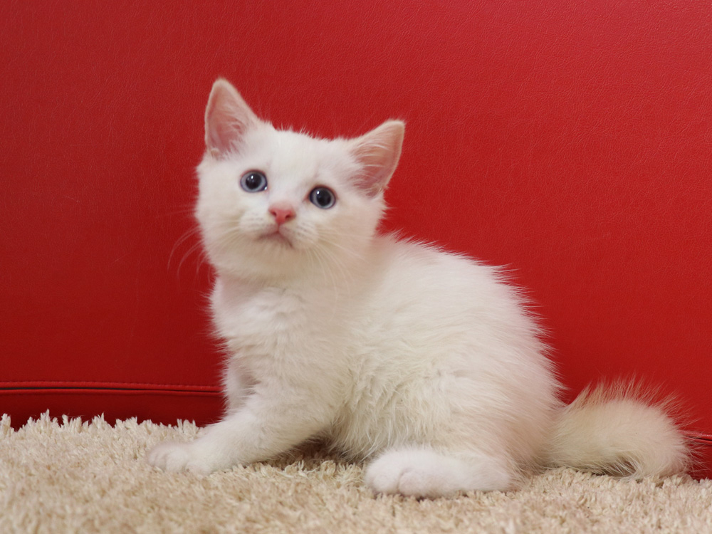 スコティッシュフォールドの子猫画像