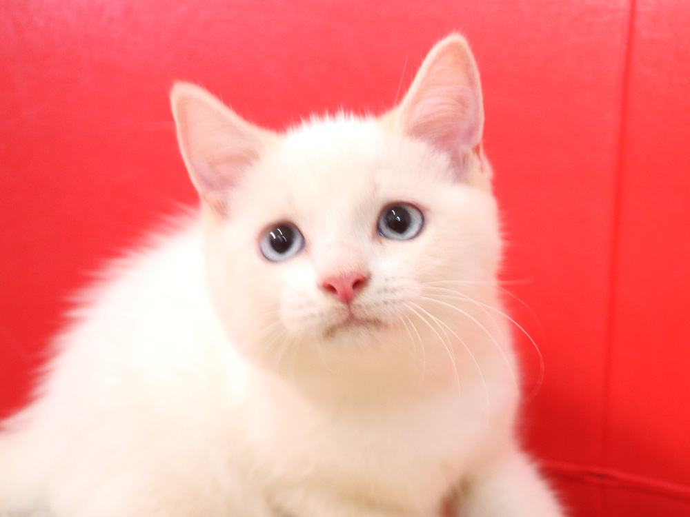 スコティッシュフォールドの子猫画像