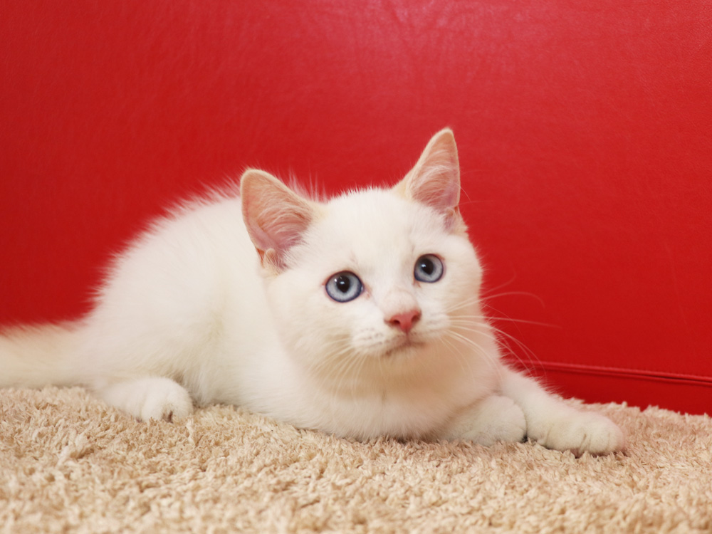 スコティッシュフォールドの子猫画像