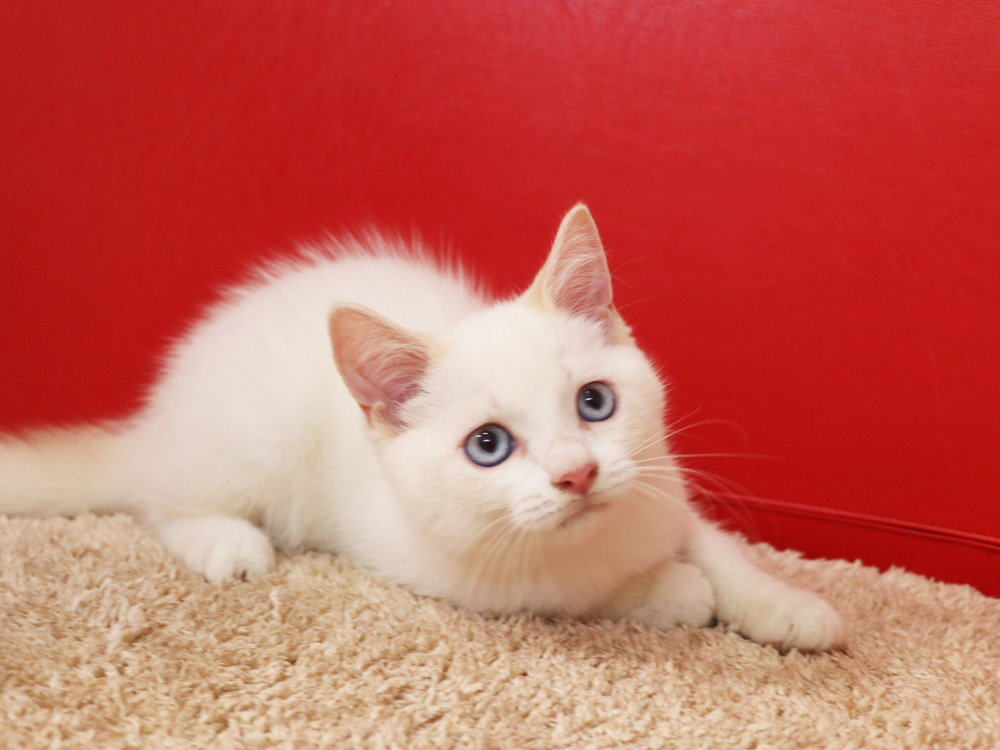 スコティッシュフォールドの子猫画像