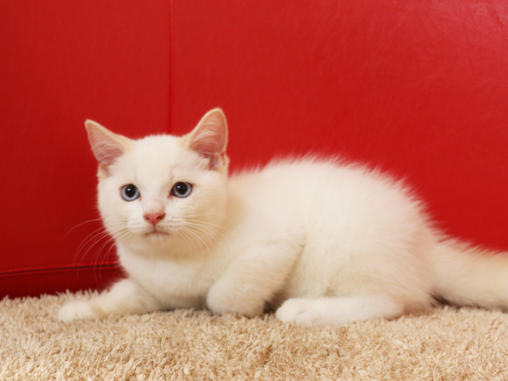 スコティッシュフォールドの子猫画像