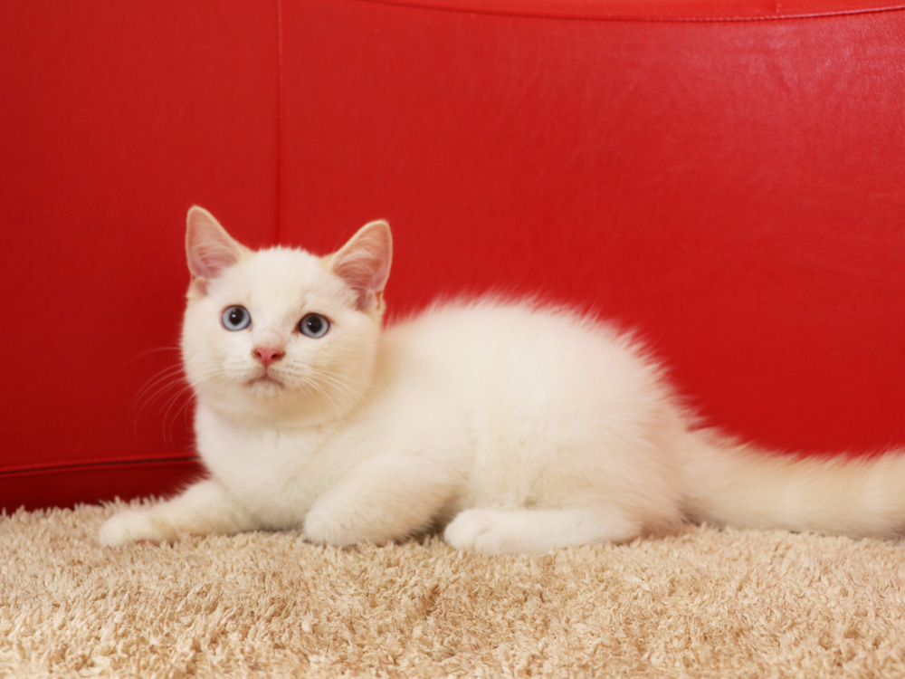スコティッシュフォールドの子猫画像