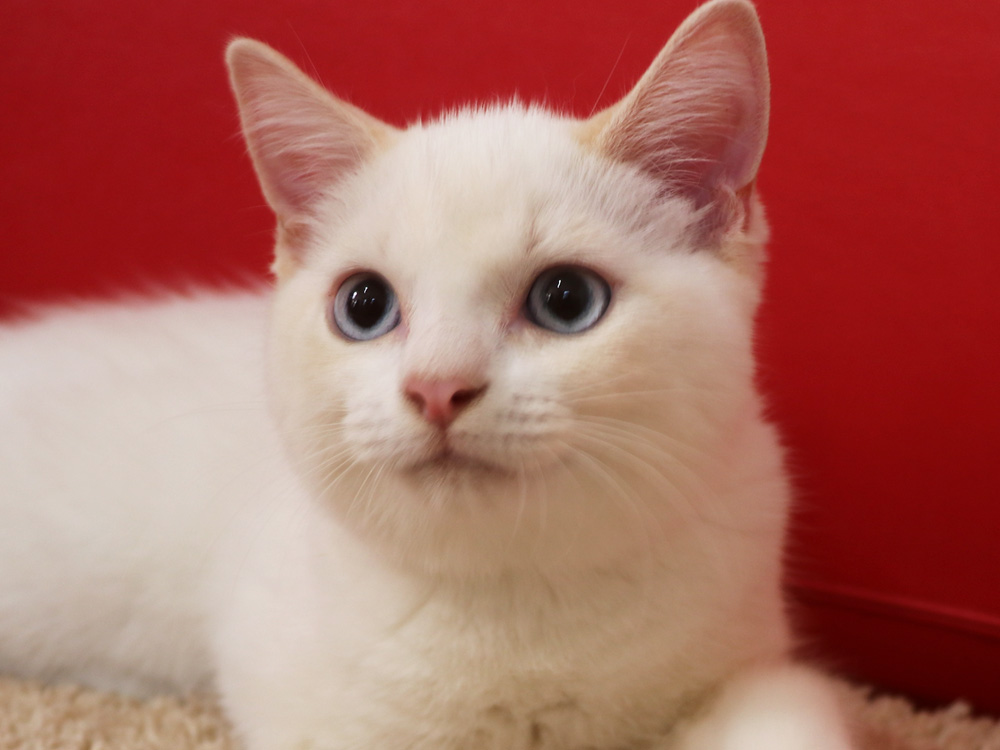 スコティッシュフォールドの子猫画像