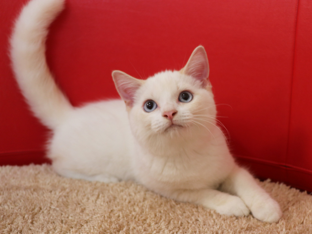 スコティッシュフォールドの子猫画像