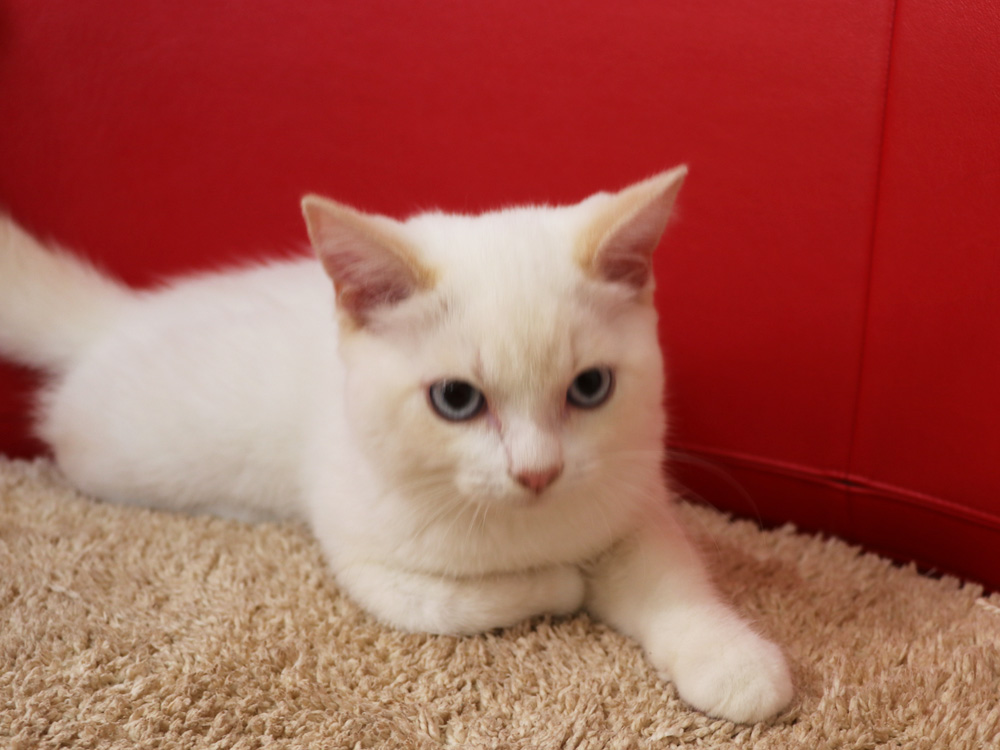 スコティッシュフォールドの子猫画像