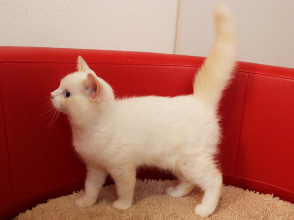 スコティッシュフォールドの子猫画像