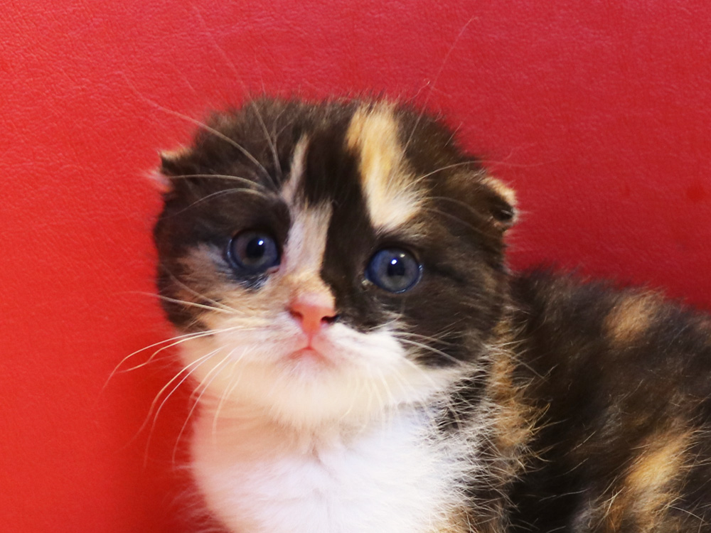 スコティッシュフォールドの子猫画像