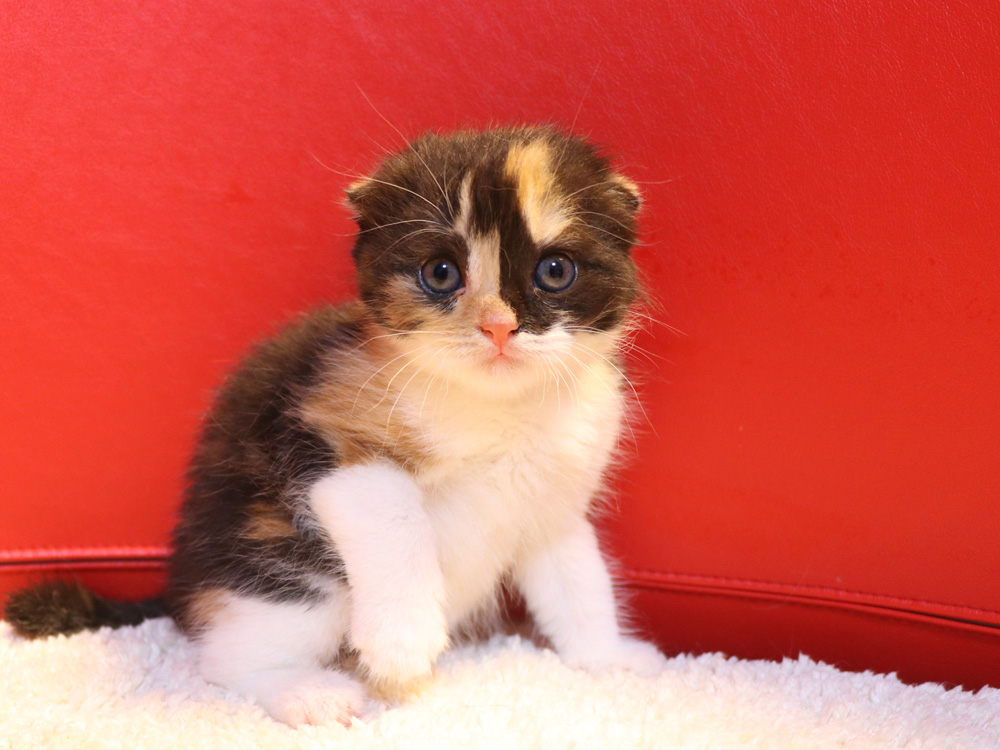 スコティッシュフォールドの子猫画像