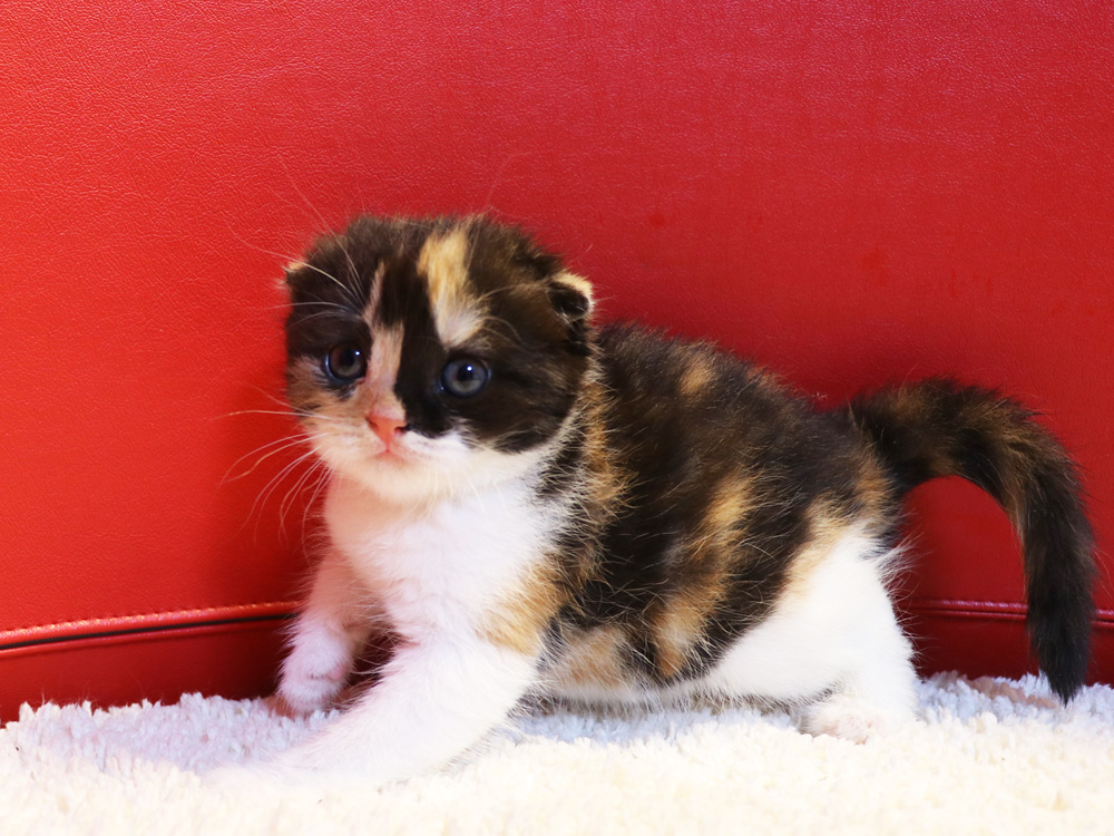 スコティッシュフォールドの子猫画像