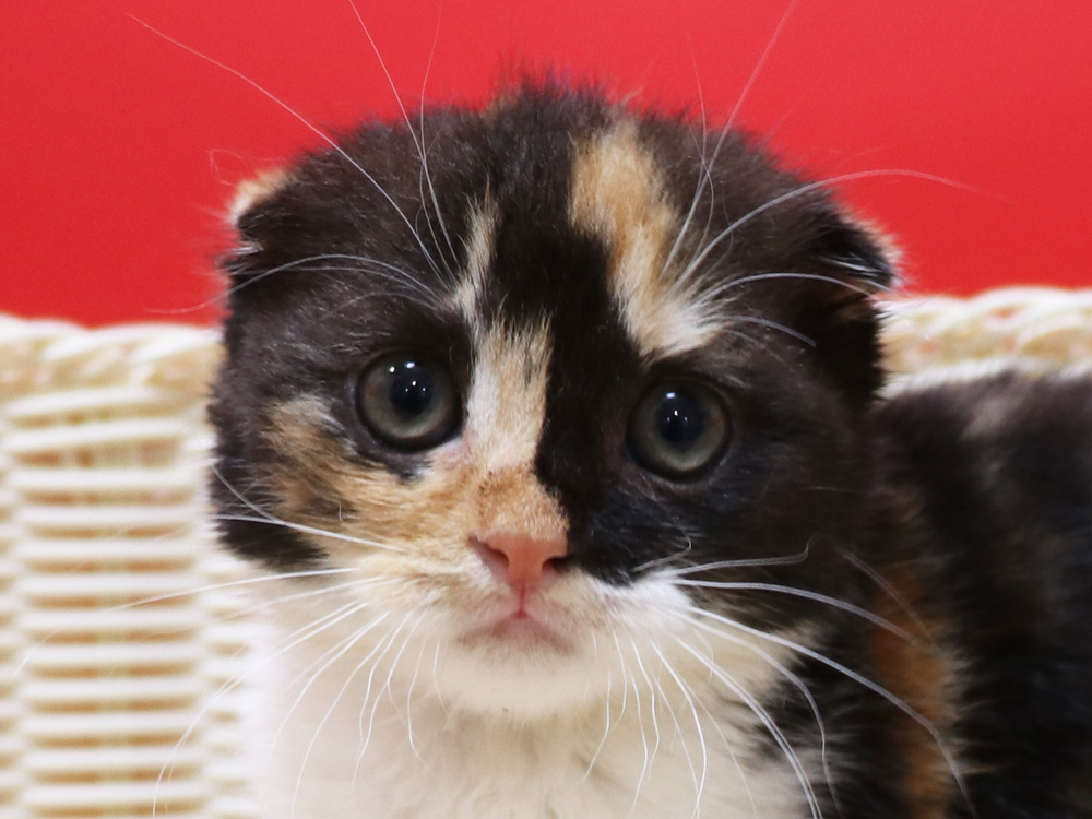 スコティッシュフォールドの子猫画像