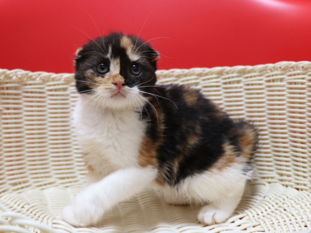 スコティッシュフォールドの子猫画像