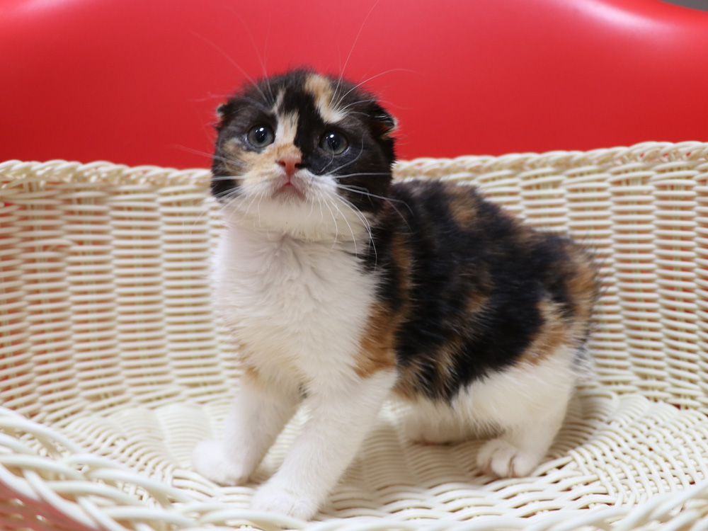 スコティッシュフォールドの子猫画像