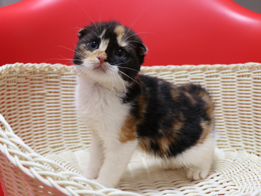 スコティッシュフォールドの子猫画像