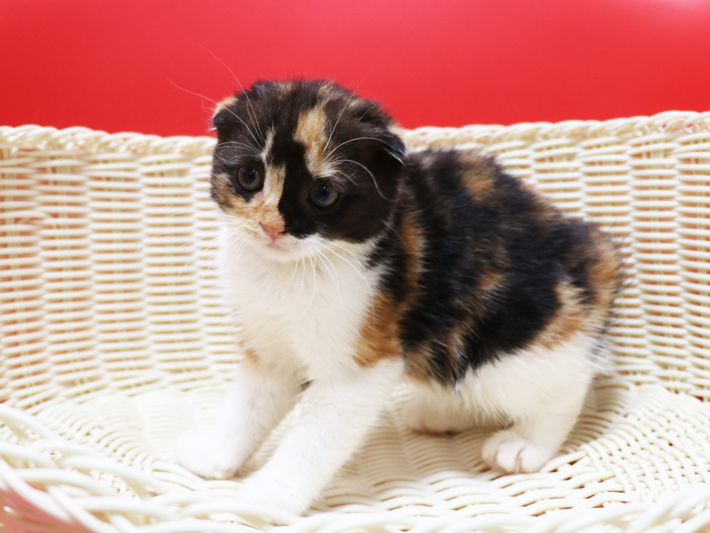 スコティッシュフォールドの子猫画像