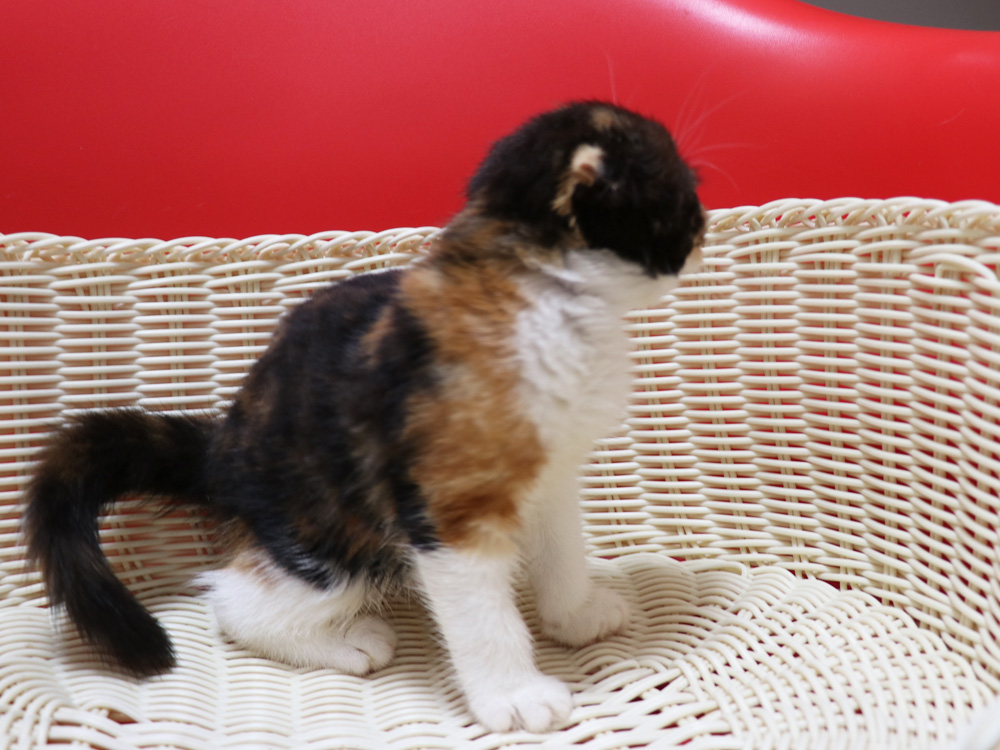 スコティッシュフォールドの子猫画像