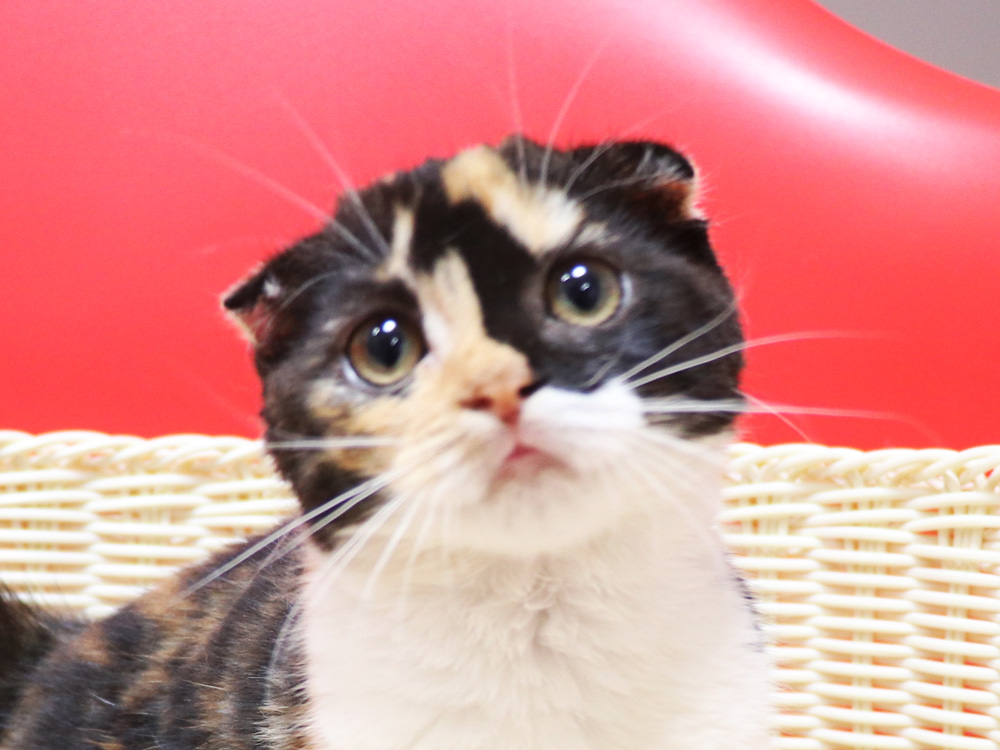 スコティッシュフォールドの子猫画像