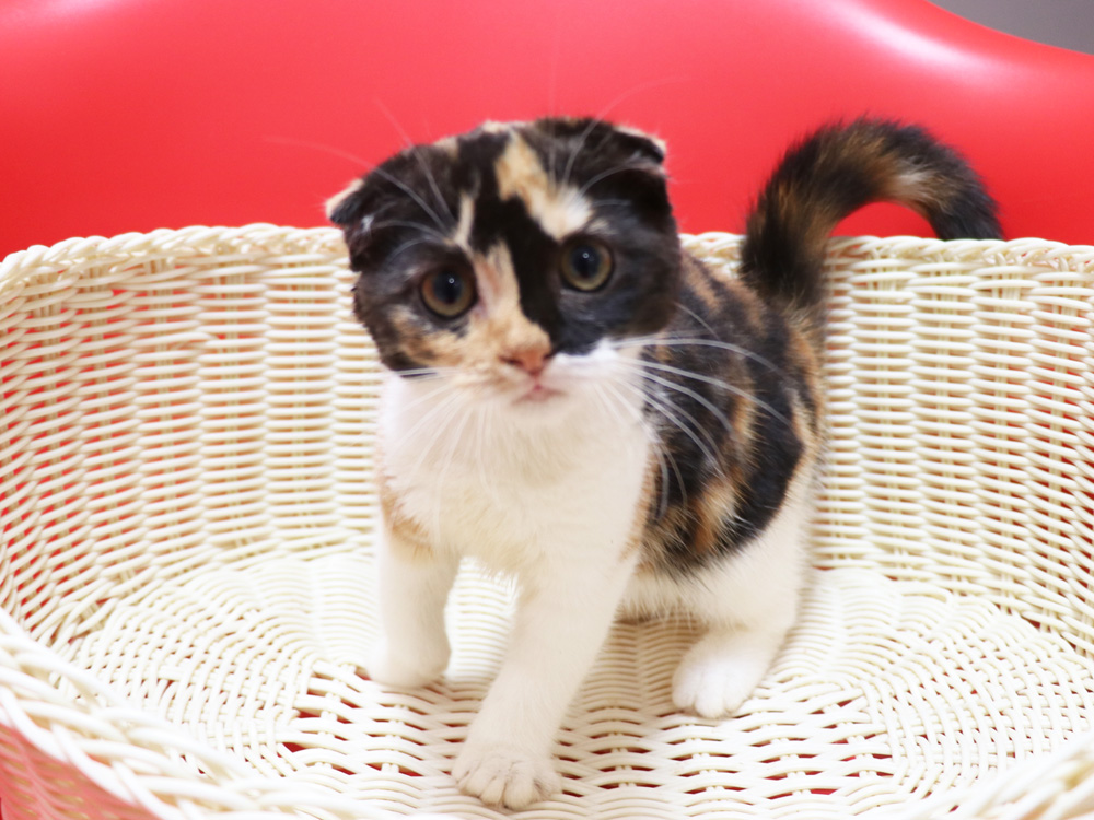 スコティッシュフォールドの子猫画像