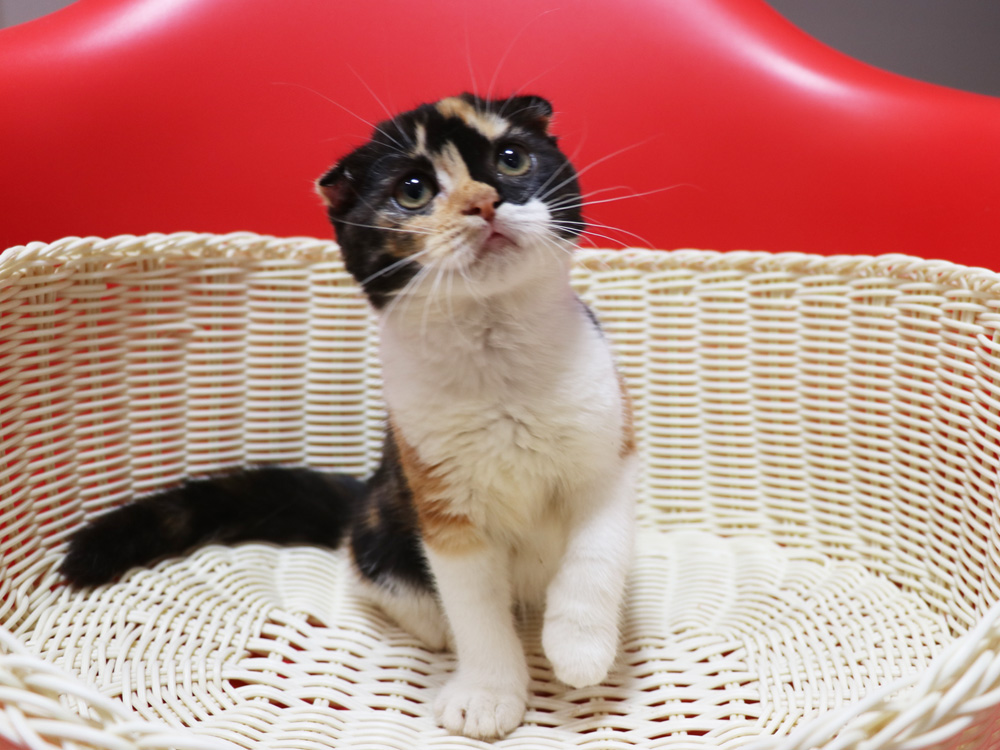 スコティッシュフォールドの子猫画像