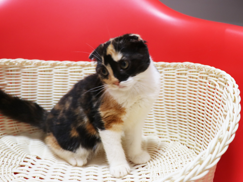 スコティッシュフォールドの子猫画像