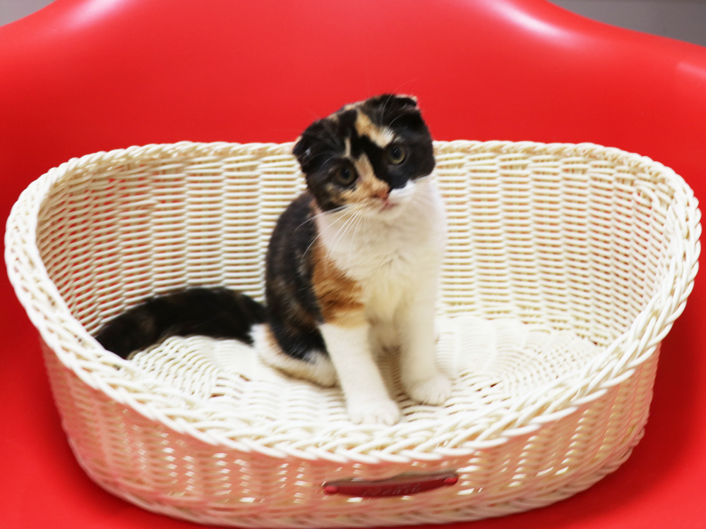 スコティッシュフォールドの子猫画像