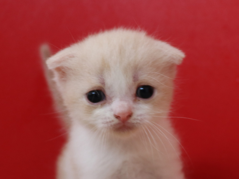 スコティッシュフォールドの子猫画像