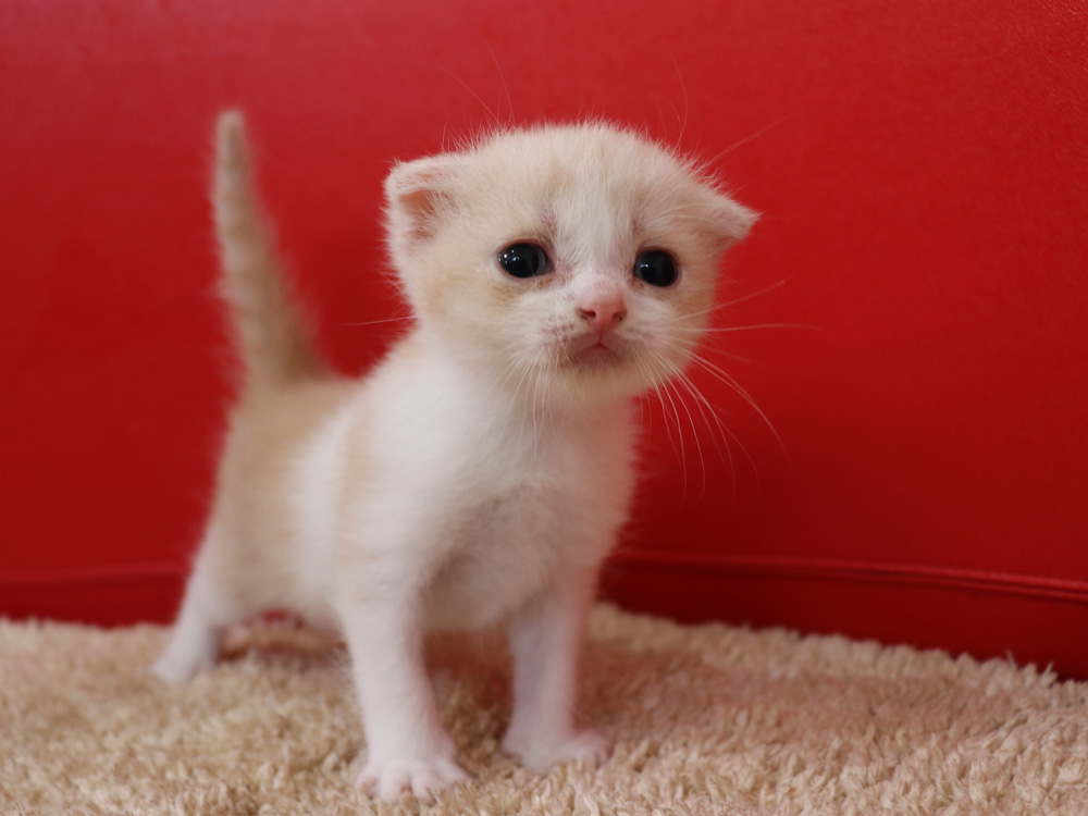 スコティッシュフォールドの子猫画像