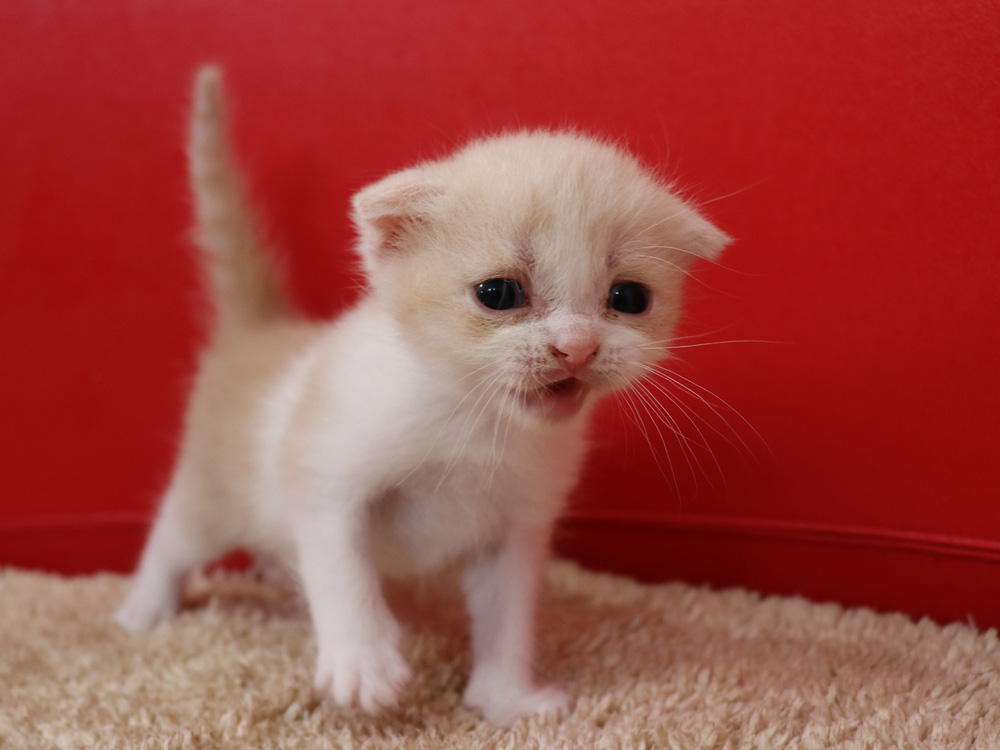 スコティッシュフォールドの子猫画像