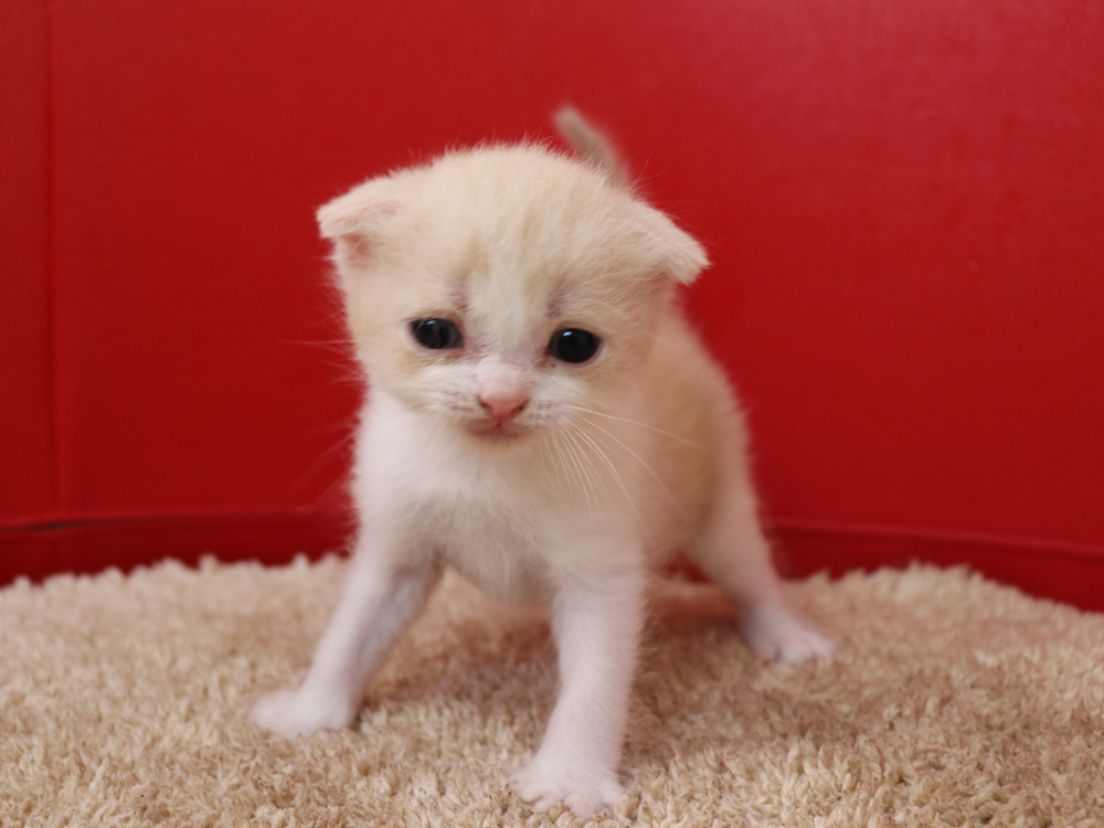 スコティッシュフォールドの子猫画像