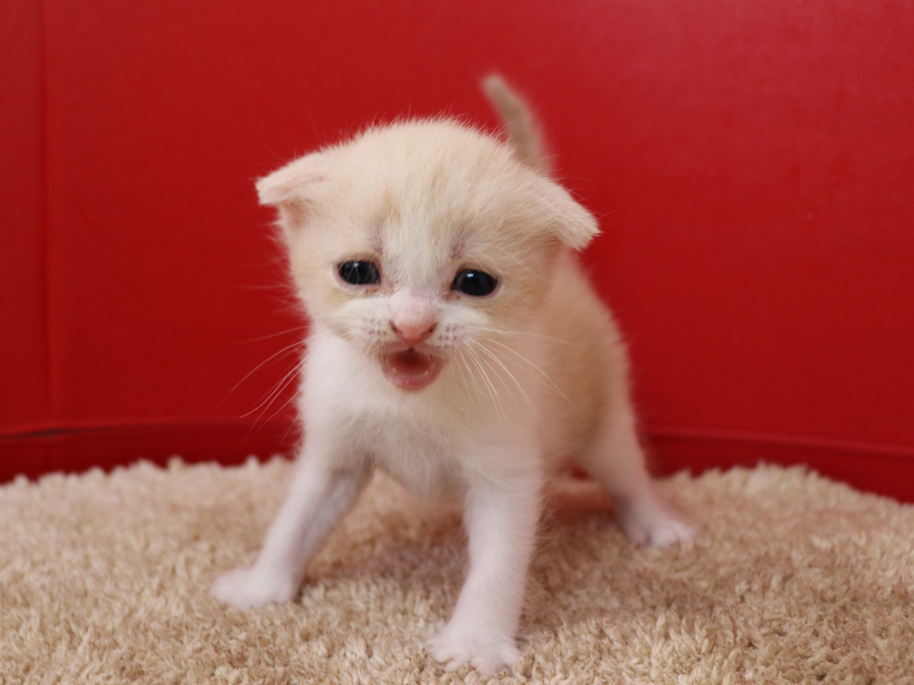 スコティッシュフォールドの子猫画像
