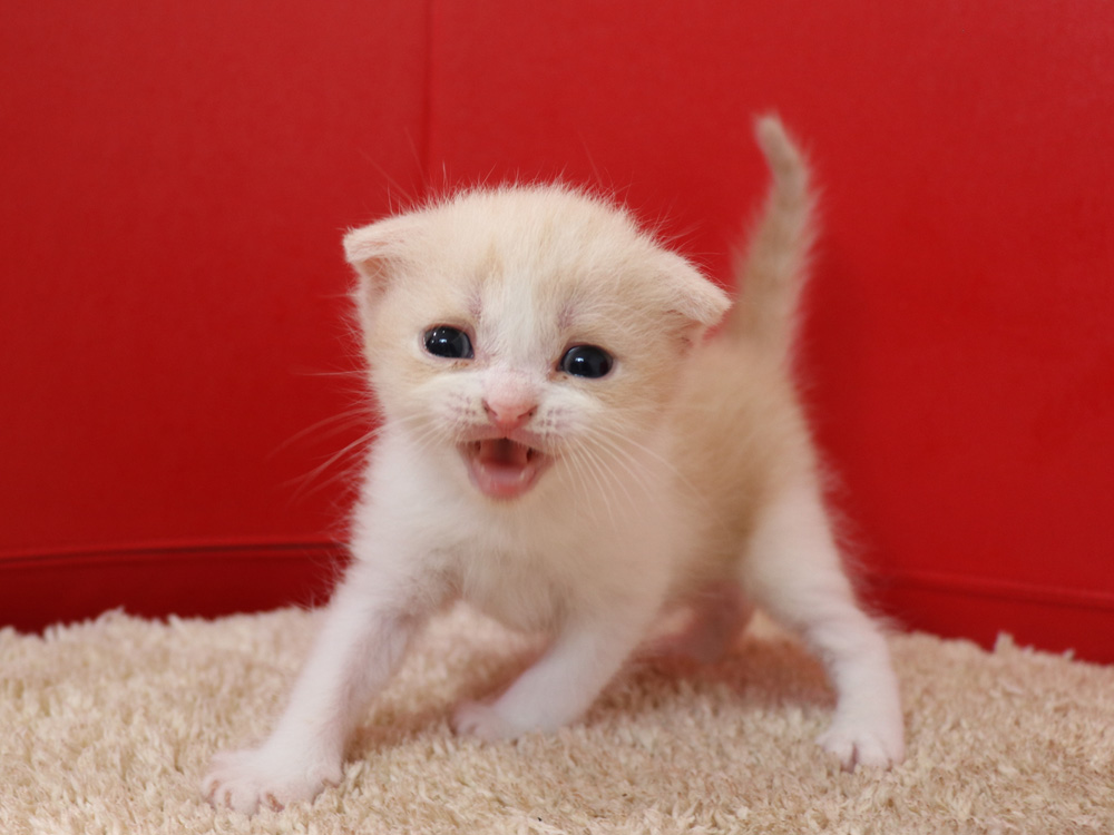 スコティッシュフォールドの子猫画像
