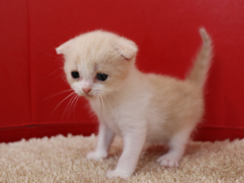 スコティッシュフォールドの子猫画像