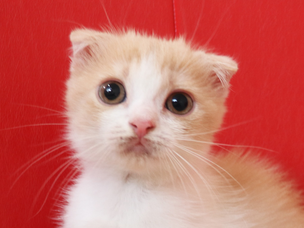 スコティッシュフォールドの子猫画像