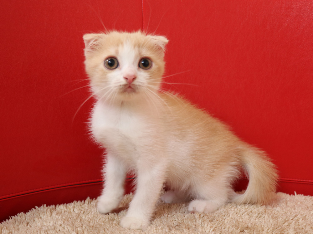 スコティッシュフォールドの子猫画像