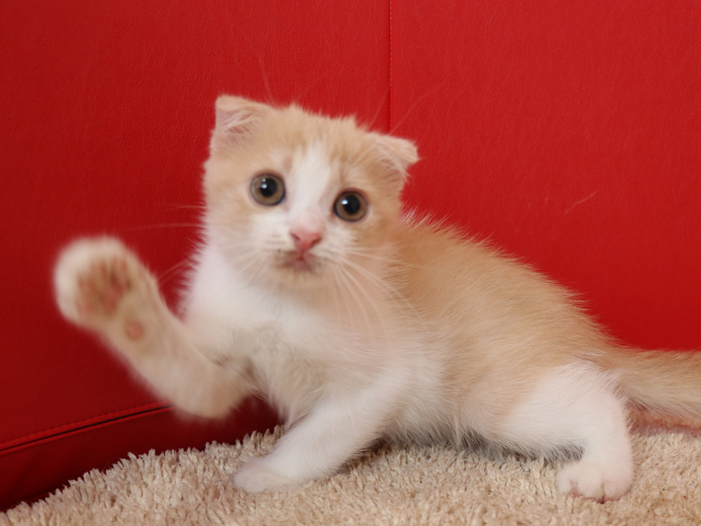 スコティッシュフォールドの子猫画像