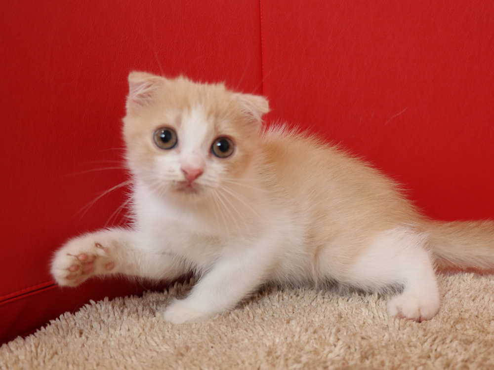 スコティッシュフォールドの子猫画像