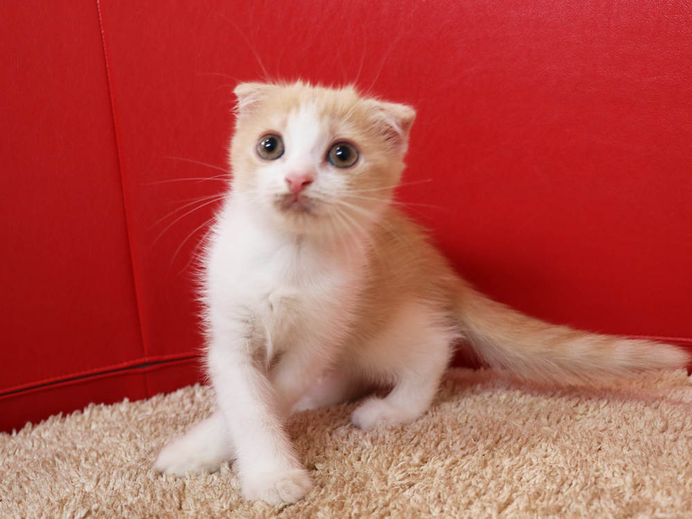 スコティッシュフォールドの子猫画像