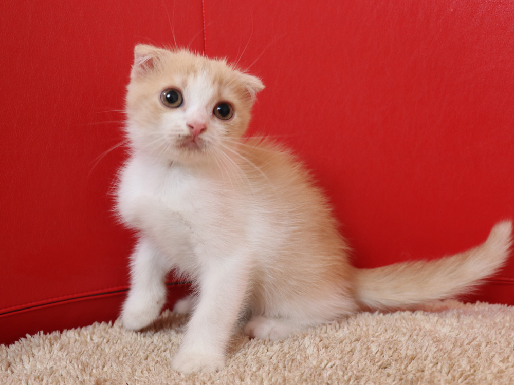 スコティッシュフォールドの子猫画像