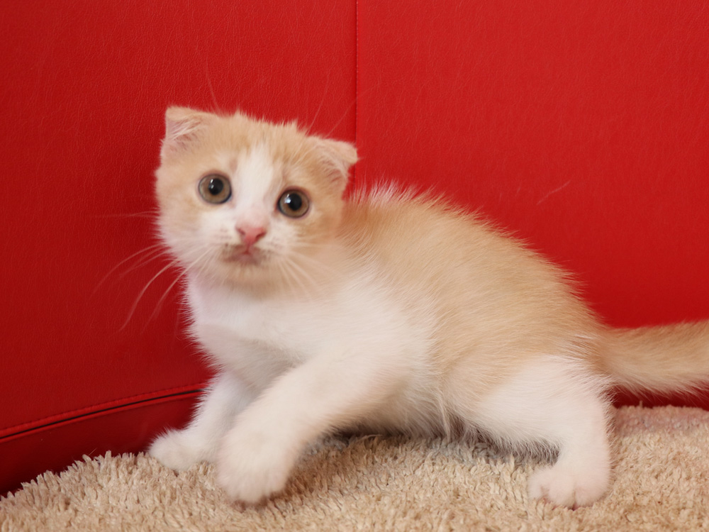 スコティッシュフォールドの子猫画像