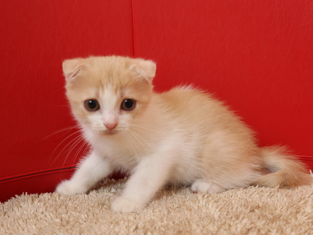スコティッシュフォールドの子猫画像