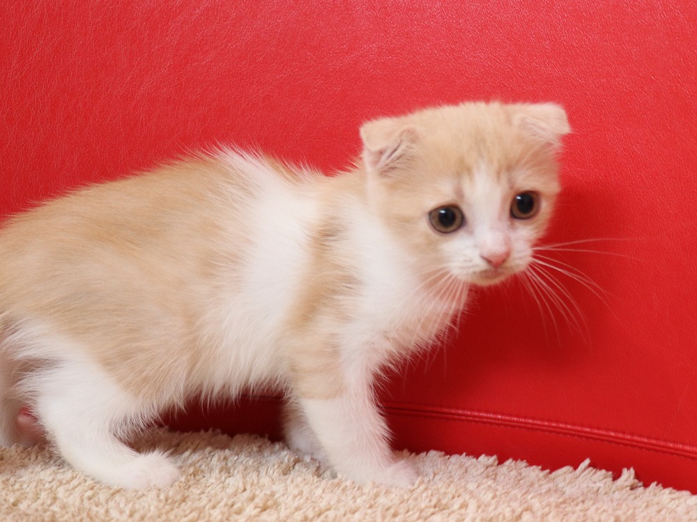 スコティッシュフォールドの子猫画像