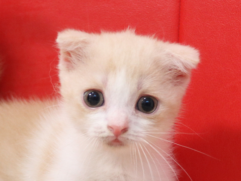 スコティッシュフォールドの子猫画像