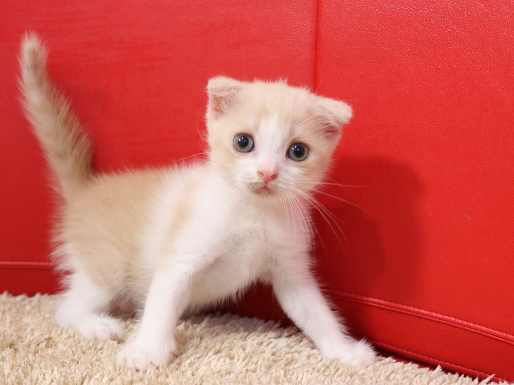 スコティッシュフォールドの子猫画像