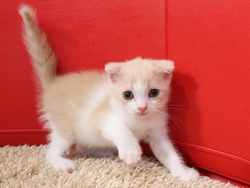 スコティッシュフォールドの子猫画像