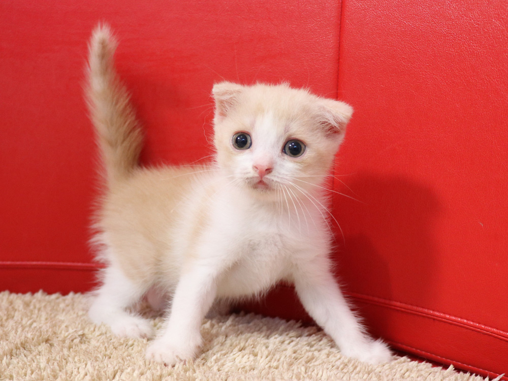 スコティッシュフォールドの子猫画像