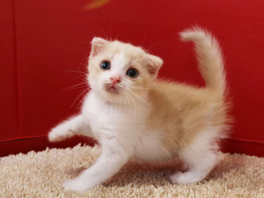 スコティッシュフォールドの子猫画像