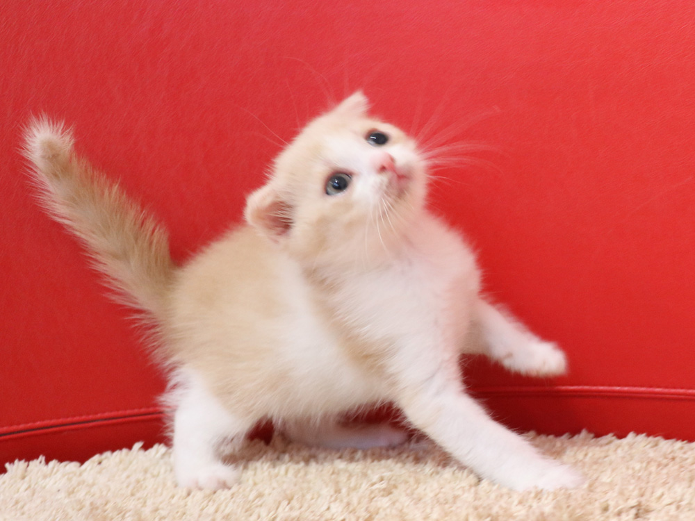スコティッシュフォールドの子猫画像