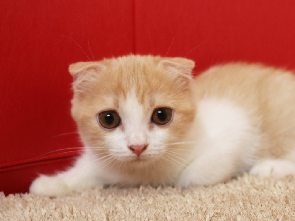 スコティッシュフォールドの子猫画像
