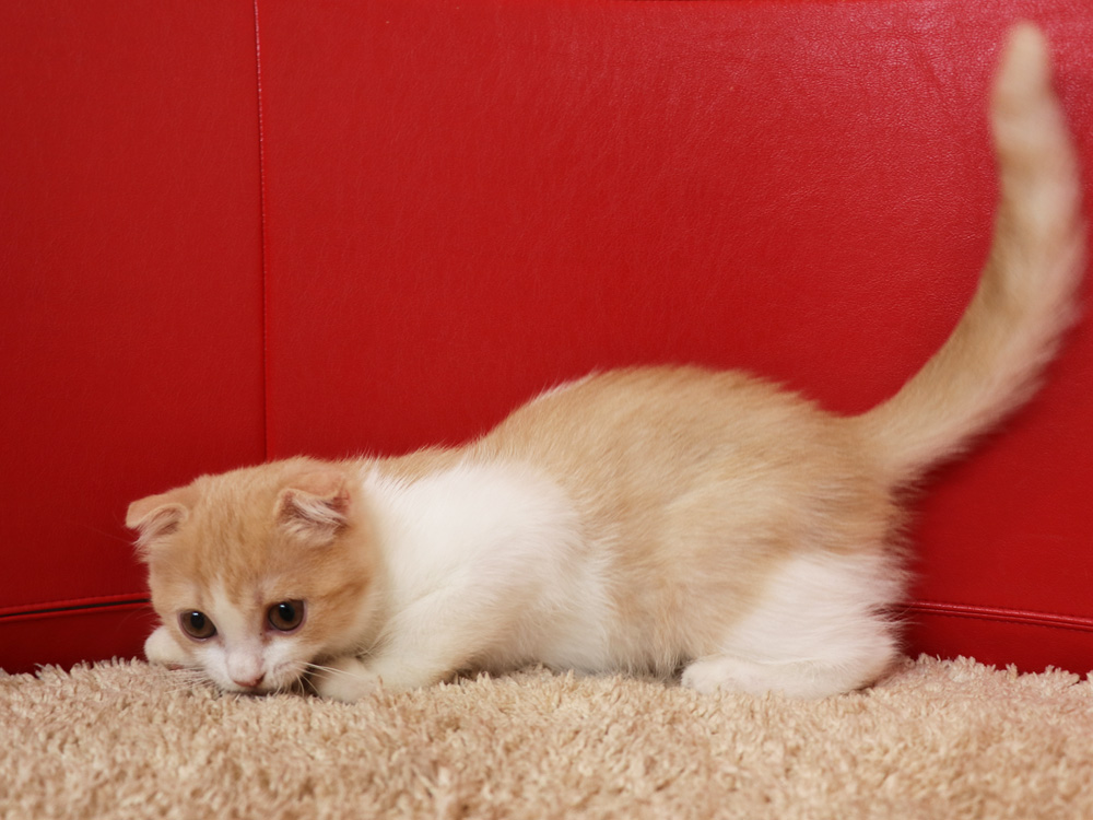 スコティッシュフォールドの子猫画像