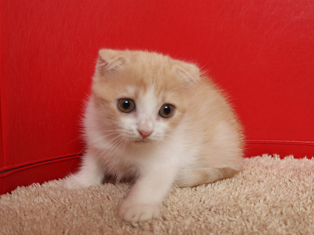 スコティッシュフォールドの子猫画像